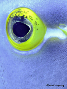 ;-)
(eye of a Pomacanthus paru) by Raoul Caprez 